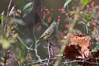 Ruby-crowned Kinglet