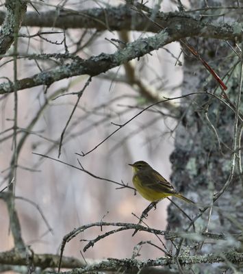 Palm Warbler