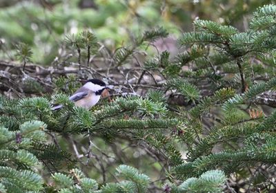 Black-capped Chickadee