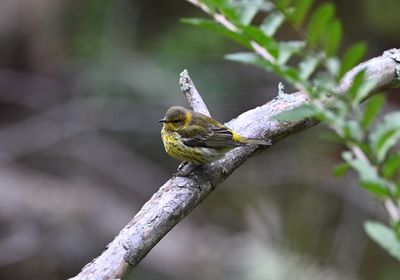 ^Cape May Warblers