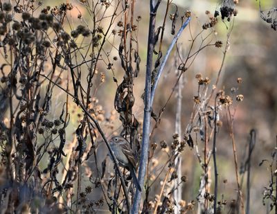 Field Sparrow