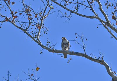 Red-tailed Hawk