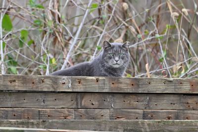 Ferral Cat