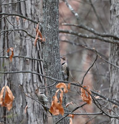 Northern Flicker (pair)