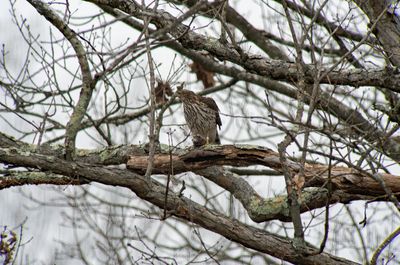 Cooper's Hawk (Immature)