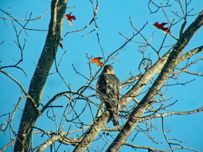 Cooper's Hawk
