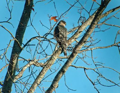Cooper's Hawk