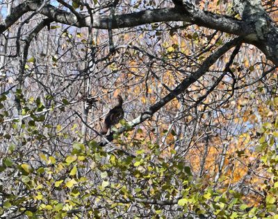 Ruffed Grouse
