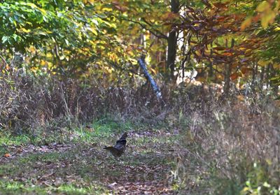 Ruffed Grouse