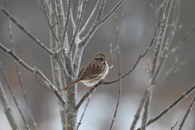 Song Sparrow