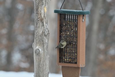 Ruby-crowned Kinglet