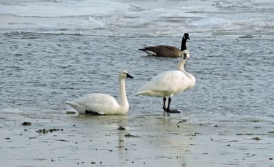 Swans