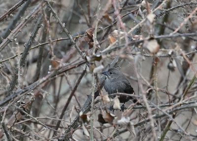 Crows & Such
