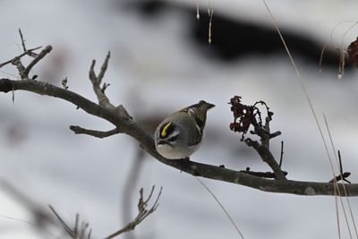Golden-crowned Kinglet