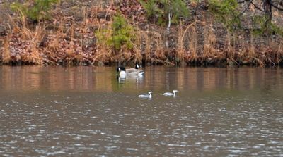 Grebes