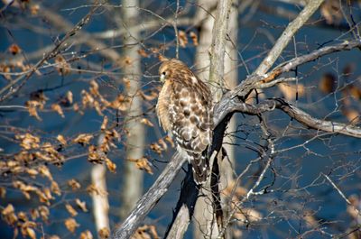DigiScoping Hawks (subGallery)