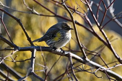 ^Yellow-rumped  -  Myrtle Warbler