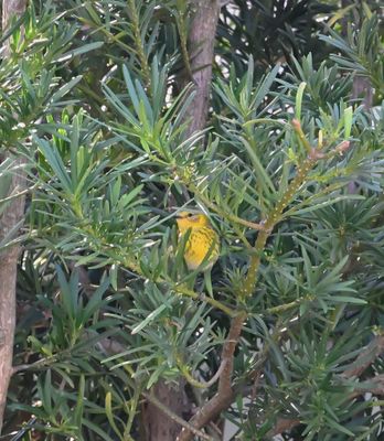 Cape May Warbler