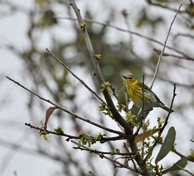 Cape May Warbler