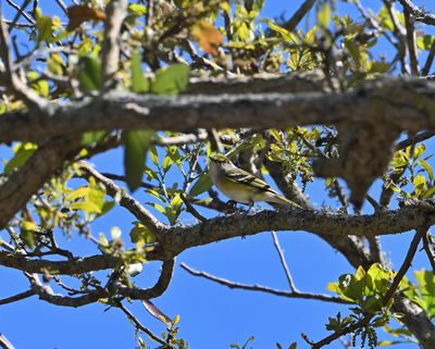 ^White-eyed Vireos