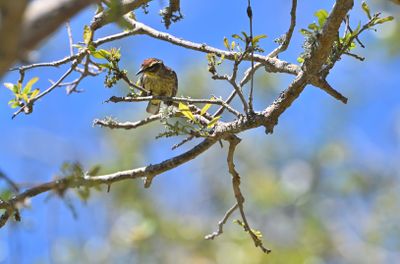Palm Warbler