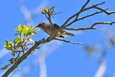 Palm Warbler
