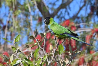 Wild Parrots - Parakeets