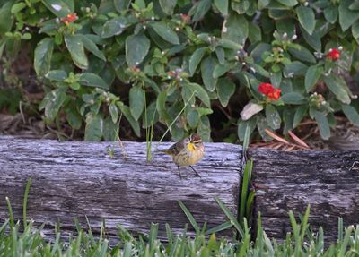 ^Palm Warbler