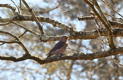 Northern Flicker (female)