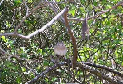 Sparrows