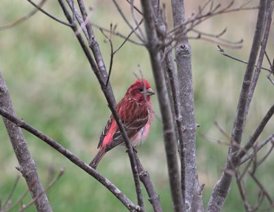 Finches