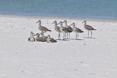 Water Birds