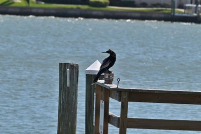 Anhinga