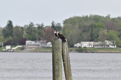 Osprey pair