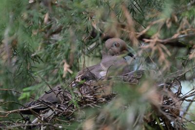 Doves