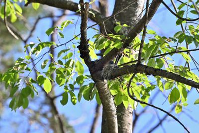 Blue-gray Gnatcatcher on Nest