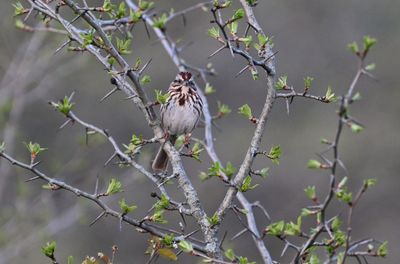 Freeland Road Boardwalk Sparrow