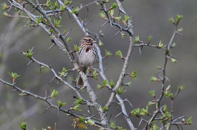 Song Sparrow
