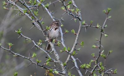Freeland Road Boardwalk Sparrow