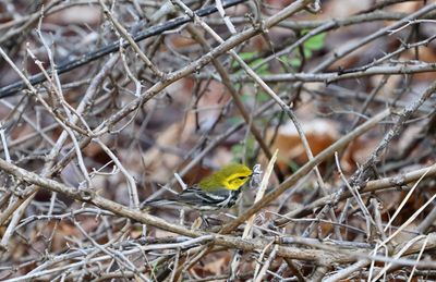 ^Black-throated Green Warblers