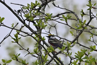 ^Chestnut-sided Warblers