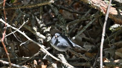 Birding in West Virginia
