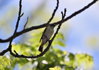 American Redstart (Immature male)