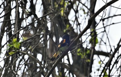 ^American Redstart Warblers
