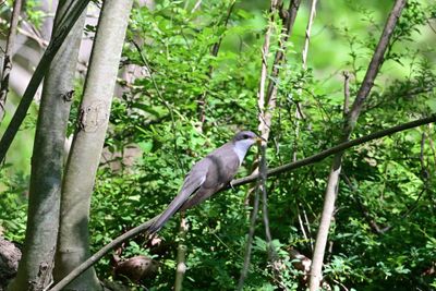 Yellow-billed Cuckoo