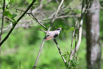 Cuckoos