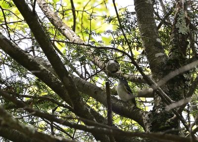 Blue-headed Vireo