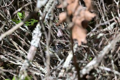 ^Blue-headed Vireos