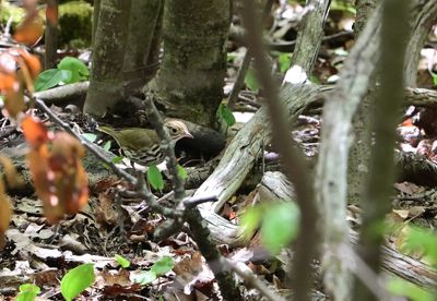 ^Ovenbird