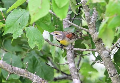 Dickcissel